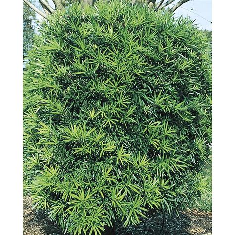 11.1-Gallon Insignificant Screening Tree Podocarpus in the Plants ...