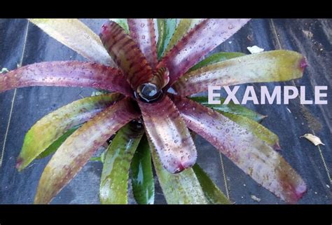 Buy BROMELIAD NEOREGELIA Tiger CUB Live Online at desertcartINDIA