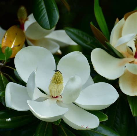 10 Types of Magnolia Trees and Shrubs to Plant in Your Garden