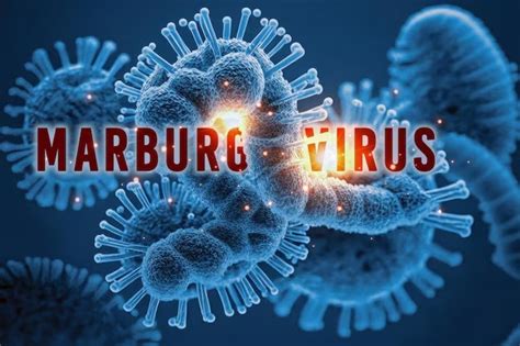 Marburg virus outbreak: 6 died in Rwanda, what is this deadly infection ...