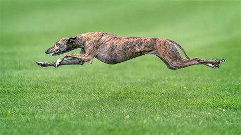Fastest dog breeds: Greyhound, Dalmatian, Whippet, Saluki