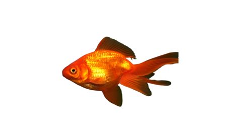 Goldfish png transparent (3) - Photo #1117 - BiNps PNG Website