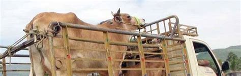 I argued with a bhakt and realised why Modi is great