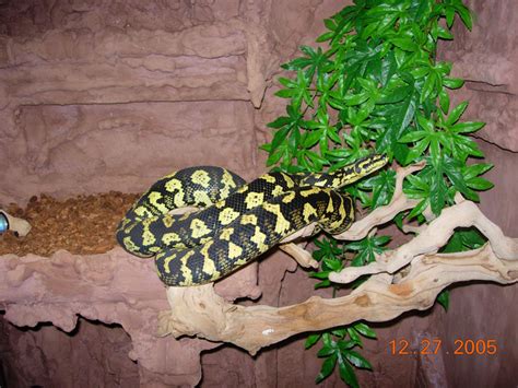 Image result for Reptile Python Cage