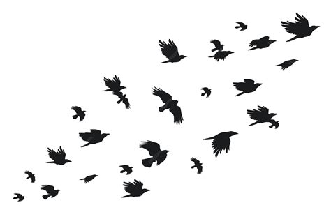 Crows Flying In Groups