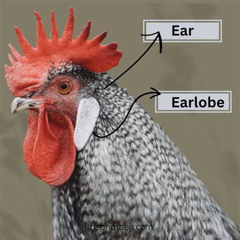 Chicken ear anatomy: Do chickens have ears and earlobes? - The Phat Hen