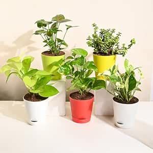 FlowerAura Air Purify Set of 5 Live Indoor Jade Plant, 2 Money Plants ...