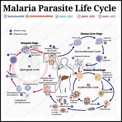 Malaria Parasite Life cycle | Life cycles, Malaria parasite, Plasmodium