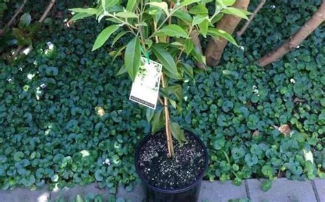 Image result for Pretty Rectangular Box