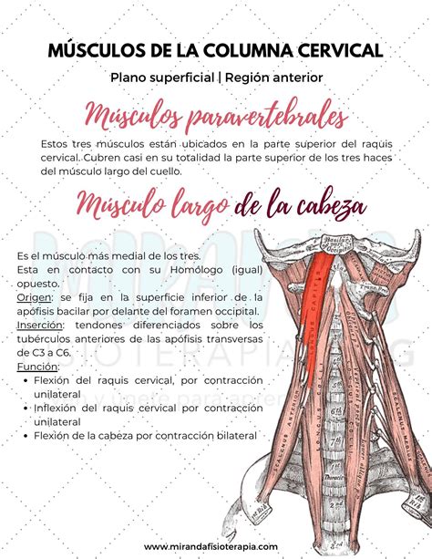 Músculos de la columna cervical | uDocz | Musculos, Anatomia humana ...