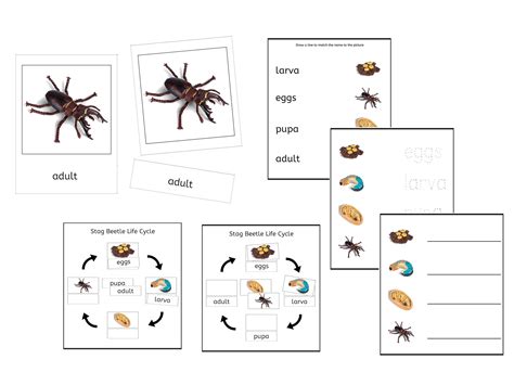 Stag Beetle Life Cycle