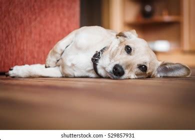 Image result for MyMathLab Tests