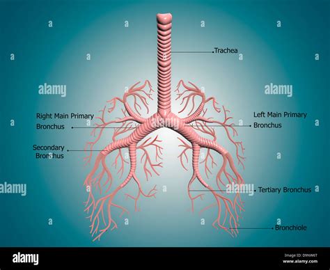 Anatomy of the bronchus and bronchial tubes Stock Photo - Alamy