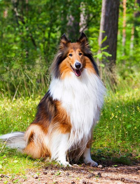 Best Large Dog Breeds – Which Are the Top Family Pets?