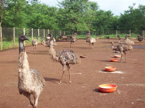 Poultry:: Emu:: Feeding ManagementAnimal Husbandry :: Home