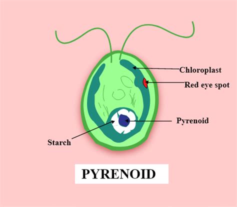 Algae: Chlorophyceae, Phaeophyceae & Rhodophyceae | Biology Class 11 - NEET