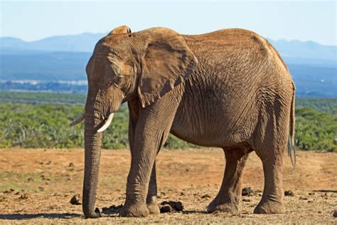 Image result for Elephant Toothpasste Exploding