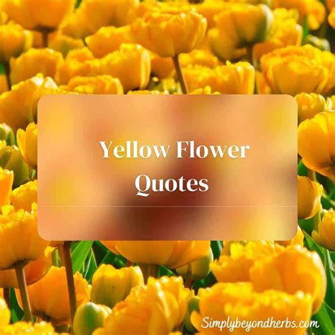 370 Yellow Flower Quotes and Captions - SimplyBeyondHerbs