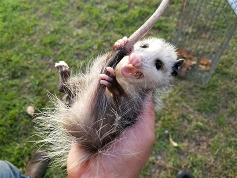 Can My Dog Get Rabies From A Possum