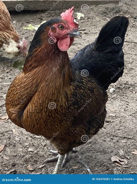 Mature Egg Laying Black Star Chicken Hen Stock Image - Image of ...