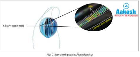 Phylum Ctenophora: Characteristics, Examples & Classification | AESL