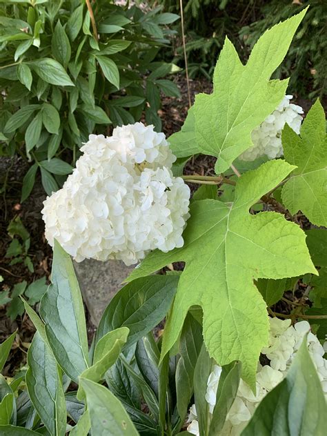 Gatsby Moon Oak Leaf Hydrangea in the Moon Garden