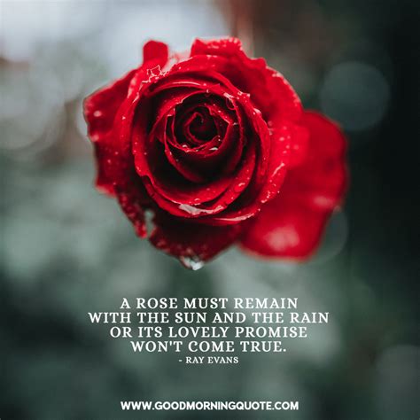 Roses Life Quotes at Zachary Hunter blog
