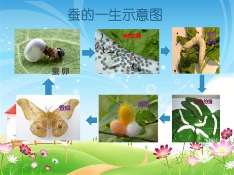 蚕生长的四个过程图片欣赏（蚕生长的四个过程图片卵蚕蛹娥） | 大商梦