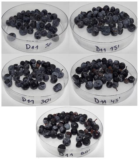Survival of Listeria Strains and Shelf Life Determination of Fresh ...