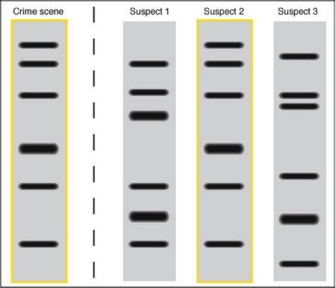 Biotechnology DNA Fingerprinting 的图像结果