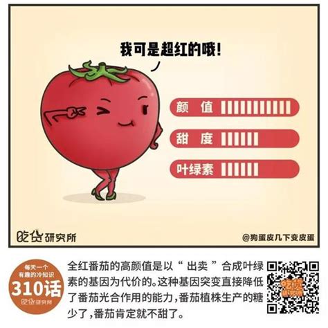 致富经：五彩小西红柿好看又好卖！一亩能挣数万元！_番茄