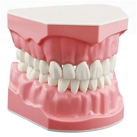 Octa Tooth Brushing Model | Dental Education & Oral Hygiene Training ...