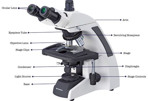 Image result for Function of Microscope
