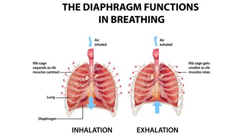 Function Of The Diaphragm Muscle