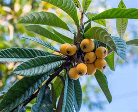 Benefits Of Loquat Fruit In Hindi | benefits of loquat fruit | Herzindagi
