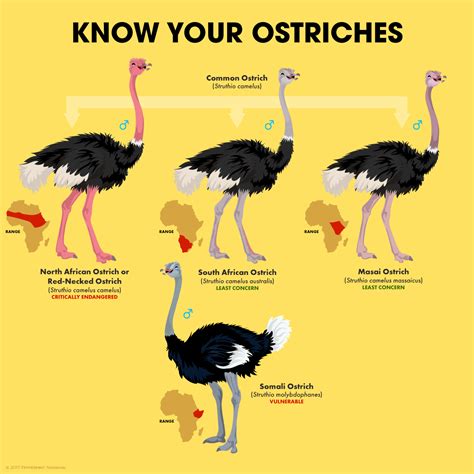 Ostrich | Fun facts about animals, Animal facts interesting, Animal facts