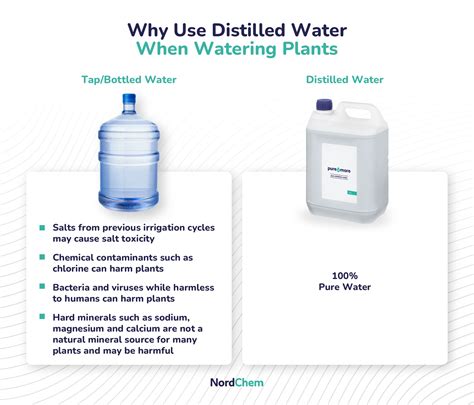 What Plants Use Distilled Water at Ashley Fuller blog