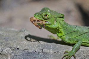 Image result for Lizard HTML Report Example