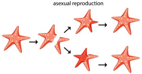Free Vector | Asexual reproduction fragmentation with starfish ...