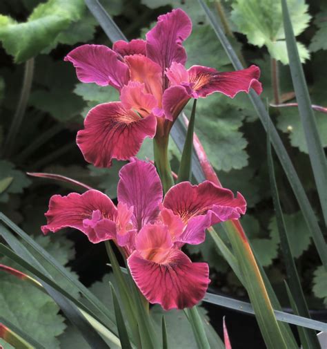 Iris pacific coast hybrid ‘Dr. Richie’ – Matilija Nursery