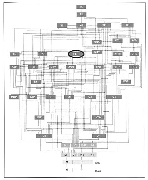 Figure 1.12 from Human frontal eye fields and visual search | Semantic ...