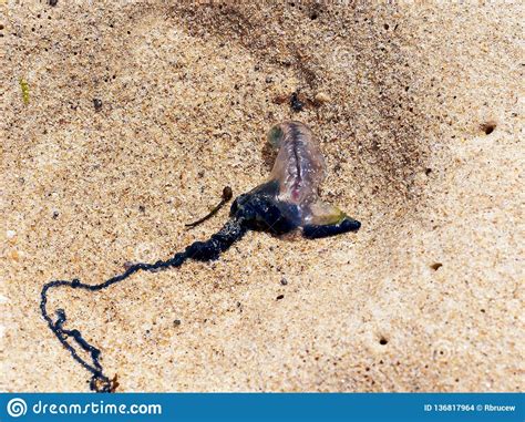 Blue Bottle Jellyfish on Yellow Sand Beach, Sydney, Australia Stock ...