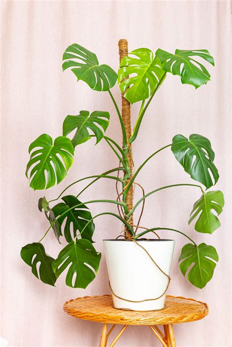 Monstera Aerial Roots: Causes, Solutions, & More | Just Houseplants