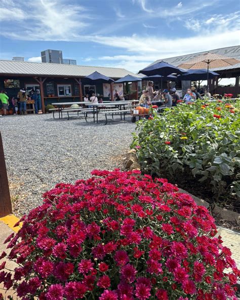 Pick Pumpkins & Play at Bush-N-Vine Farm in York, SC