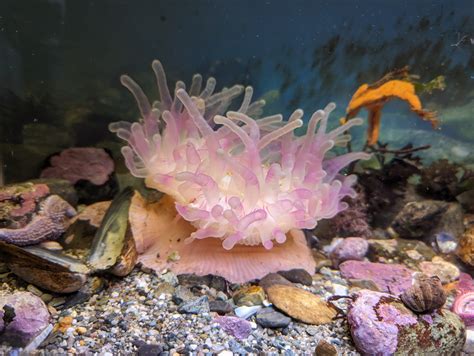 Home Page - The Oceanarium and Education Center