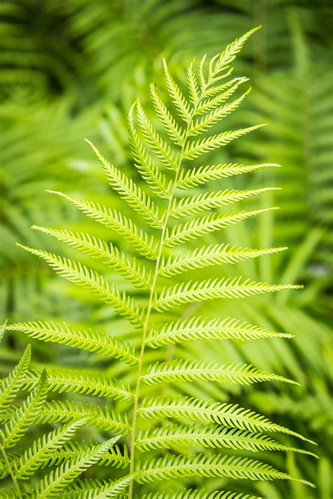 Lady Fern - Ontario Native Plant Nursery | Container Grown | (705)466-6290