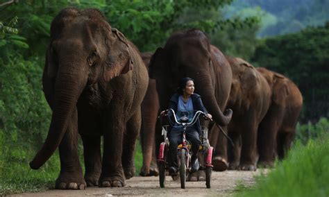 The Elephant Whisperer – Lek Chailert on Rescuing Elephants