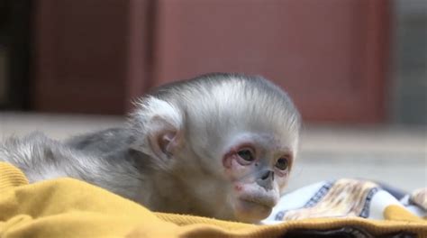 Image result for Bug Infested Baby Monkey