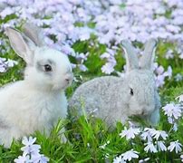 Image result for Rabbits Together