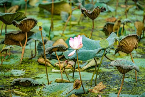 East Champaran | Bihar Tourism